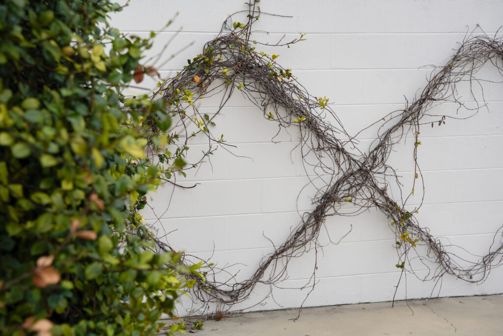 Greenery on a white wall