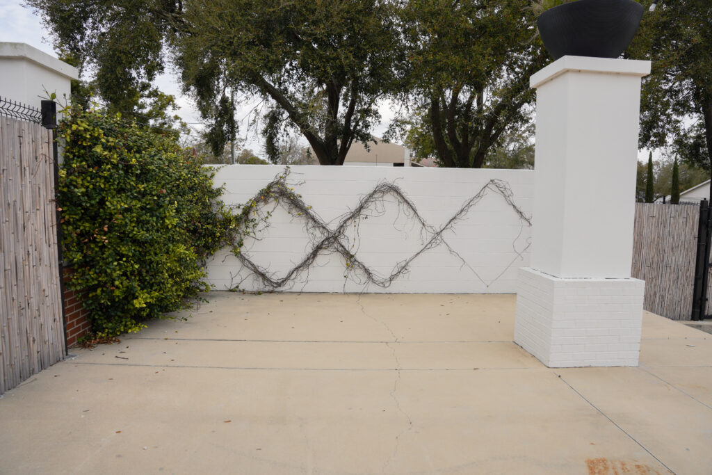 Showing greenery on a white wall in the courtyard 