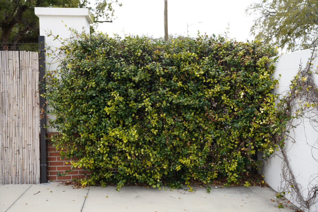 Showing lush greenery on a white wall in the courtyard 